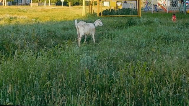 СКОЛЬКО ДАЁТ МОЛОКА ПОРОДИСТАЯ КОЗА? НУБИЙСКИЕ КОЗЫ. смотреть онлайн
