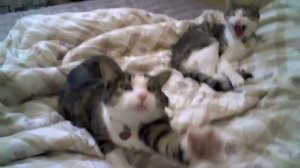 Кошки кричат как люди ! Очень смешно !