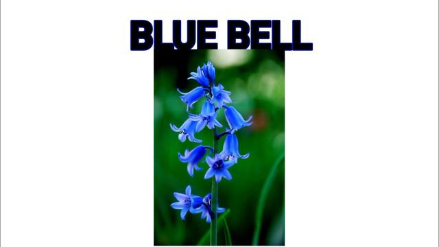 Names of Flowers in English | Learning Everyday | ABC | abcd #abcd