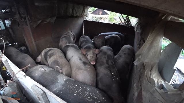 СКІЛЬКИ ТРЕБА КОРМУ на одне порося від А до Я від народження до зарізу Продаж поросят!