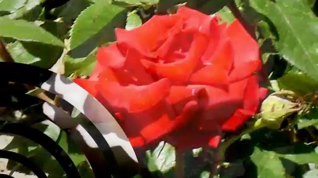 Майские розы Крыма смотреть онлайн