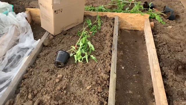 Высаживаю томаты 🍅🌿🍅🌿🍅 в теплицу на новые грядки.👩🌾 смотреть онлайн