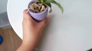 Орхидея Ascocentrum miniatum + Phal  pulcherrima MC уход, цветение!