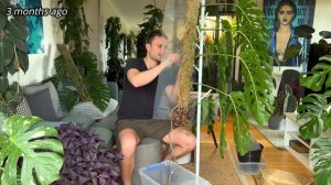 MATURE MONSTERA - transferring my dubia to a Grow Vertical Pole to grow it even larger