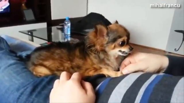 Funny Angry Dogs Barking And Growling Compilation 2014 - Dog Barking Videos смотреть онлайн