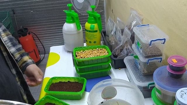 МИКРОЗЕЛЕНЬ ДОМА
#как вырастить микрозелень
