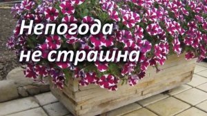 Сурфиния и Петуния – в чем разница? Чем отличаются растения?