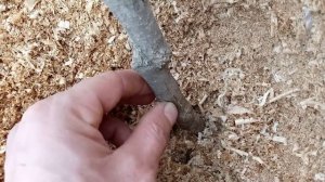 Хурма, растрескивание коры-Черкасская область.