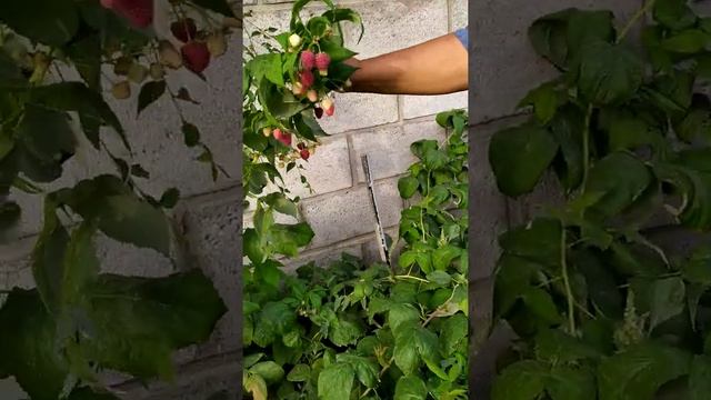 Саженцы малина из Польши и Украины тел0703511150 смотреть онлайн