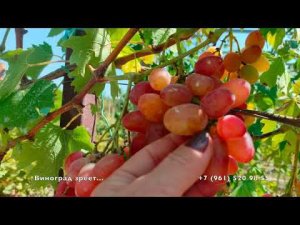 Виноград Минор Голуба А.А.