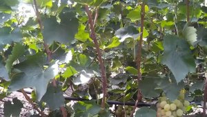 🍇 ЗВЕЗДНАЯ болезнь виноградаря. Свисающий прирост. Две грозди на побег. Не много ли хотим?