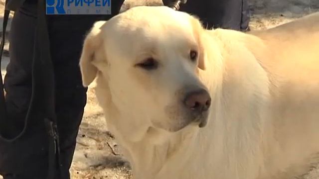 Правила содержания собак смотреть онлайн