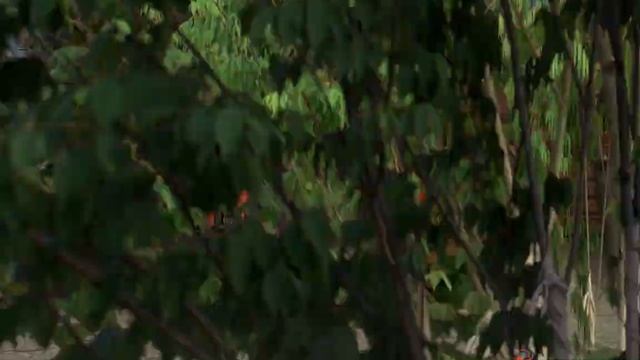 Беларус 826 с ПРТ 11 на уборке кукурузы смотреть онлайн