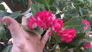 Мой бальзамин- «Клубника со сливками».