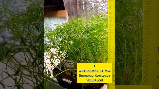 Фенхель микрозелень до бебилиста, казалось бы, а оказывается вот в чем секрет. смотреть онлайн