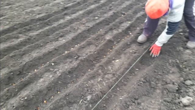 садим лук севок смотреть онлайн