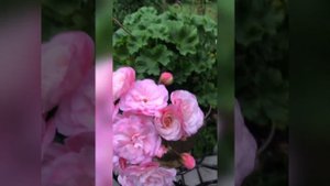#103. Пеларгония Леона Галактика