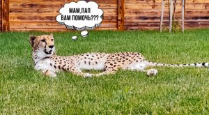 Герда главный помогатор