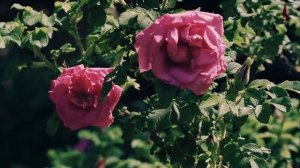 Очень красивая музыка?Очень красивая Нежная мелодия любви?Просто невероятная музыка Сергей Грищук #