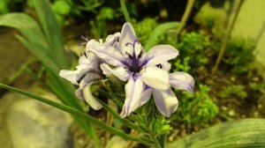 Бабиана ароматная (лат. Babiana fragrans), ботанический сад г. Орхус, Дания.