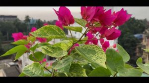 Bougainvillea - Tiger Brunei