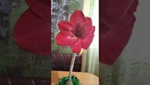 Амариллис Гранд Дива расцвёл!!!!