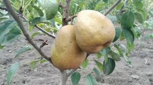 груша Стрийская