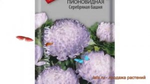 Астра пионовидный Серебряная башня ? обзор: как сажать, семена астры Серебряная башня
