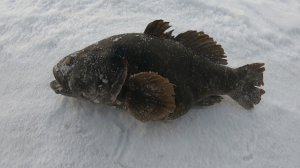 Рыбалка на раколовку. Главарь ротанов был пойман