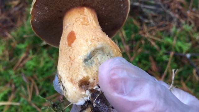 วิธีดูเห็ดกินได้ Sandsopp - Suillus variegatus | Yui in Lund, Sweden? смотреть онлайн