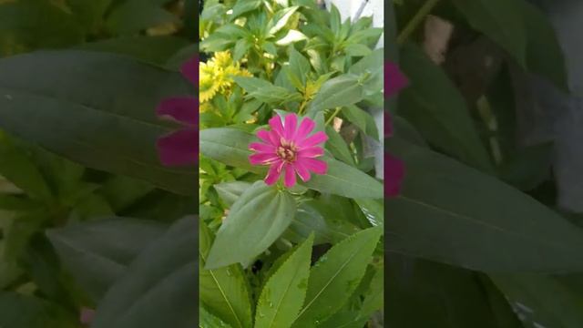 Beautiful Combination ,mayana,zinnia,kamantigue, cockscomb😍😍😍