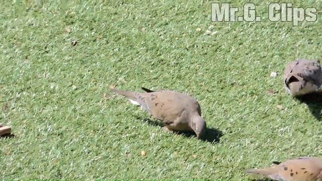 NIKON COOLPIX P510 42X ZOOM VIDEO SAMPLE - TEST #1. смотреть онлайн