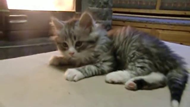 Lexus, 8 veckor смотреть онлайн