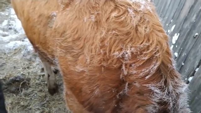 Холодно ли быкам зимой? смотреть онлайн