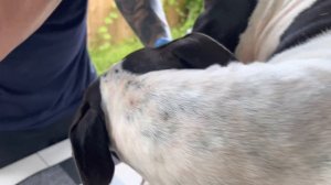 ‼️HOW TO COLLECT DOG SEMEN (start to finish detailed Instructions)