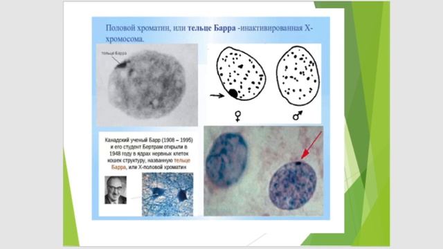 Практическое занятие 11.Биология и генетика пола. смотреть онлайн