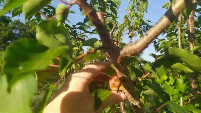 Абрикос Мелитопольский ранний на подвоях пумиселект, Жердель, алыча. Сравнение. смотреть онлайн