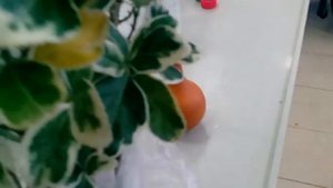 Бересклет комнатный