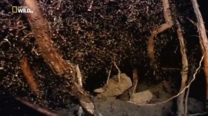 Удивительные насекомые (Муравьи кочевники)