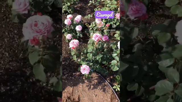 Roses Eisvogel ; роза Айсфогель #roses #garden #питомникроз