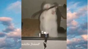 как приручить ШИНШИЛЛУ ходить в ТУАЛЕТ