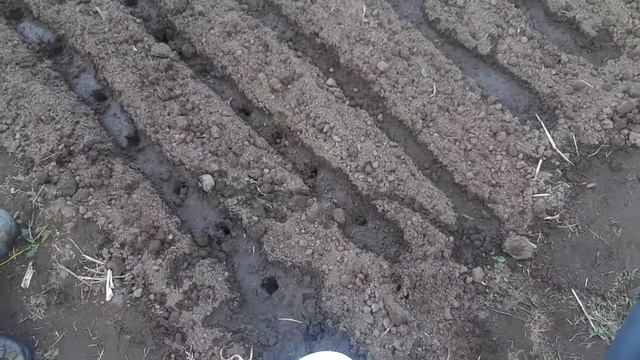 Высадили баклажаны в грунт. Сажаем свёклу бабушкиным методом. Новая партия бройлеров прибыла! смотреть онлайн