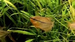 Аквариум гурами жемчужная