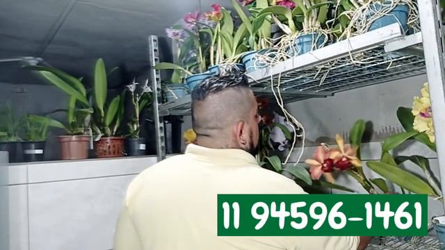 FESTIVAL DAS ORQUÍDEAS CATTLEYA EM FLORAÇÃO 😍😍😍😍 смотреть онлайн