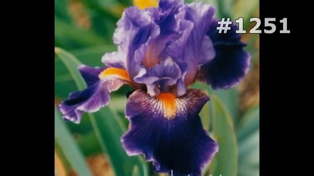 #1251. Ирисы - очень яркие цветы смотреть онлайн