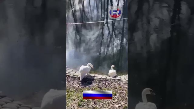 ИНТЕРЕСНОЕ | Москва - В Лианозовском парке на пруд вернулись лебеди, которые вместе уже 14 лет