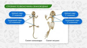 Общая характеристика земноводных, внешнее строение, скелет, пищеварительная система