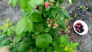 Ремонтантная Малина сорта "ПОЛКА" Польской Селекции. Очень Сладкая??   ПЕРВЫЕ ЯГОДКАИ!!! 9.09.2022г