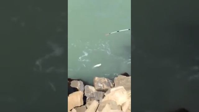 Рыбалка Каспийское море Fishing Caspian (Baku) Baki Baliq ovu