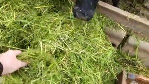 Раздатчик-выдуватель  соломы РВС 1500 ХОЗЯИН.